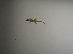 Tarentola mauritanica