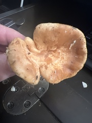 Lactarius xanthogalactus