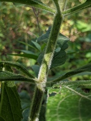 Eutrochium maculatum bruneri