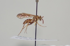 Poecilopompilus mundus