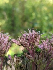 Eutrochium maculatum bruneri