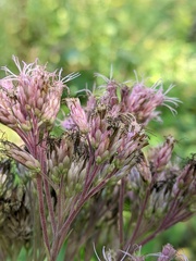 Eutrochium maculatum bruneri