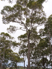 Corymbia calophylla