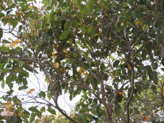 Corymbia calophylla