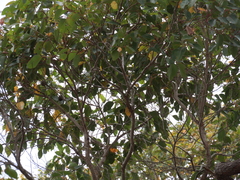 Corymbia calophylla