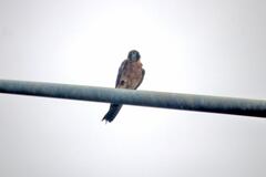 Falco longipennis