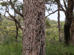 Corymbia calophylla