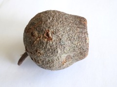 Corymbia calophylla