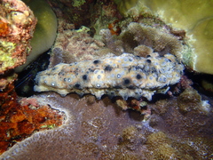 Stichopus