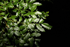 Pararchidendron pruinosum