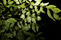 Pararchidendron pruinosum