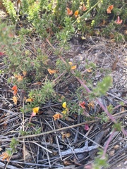 Aspalathus retroflexa