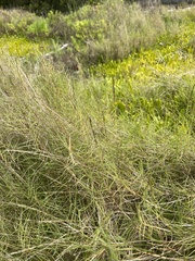 Sporobolus virginicus