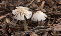 Coprinellus impatiens