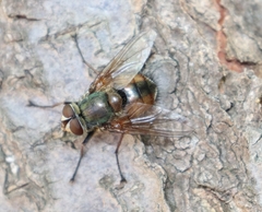 Rutilia