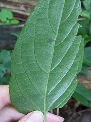 Actinidia arguta