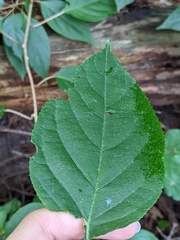 Actinidia arguta