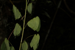 Senna pendula glabrata