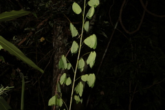 Senna pendula glabrata