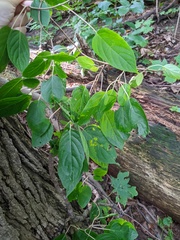 Actinidia arguta