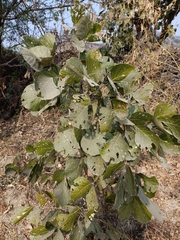 Butea monosperma