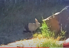 Oryctolagus cuniculus domesticus