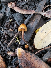 Galerina badipes