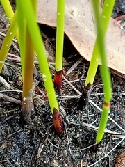 Schoenus brevifolius