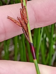 Schoenus brevifolius