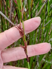 Schoenus brevifolius