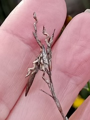 Schoenus brevifolius