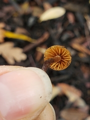 Galerina badipes