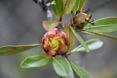 Montrouziera sphaeroidea