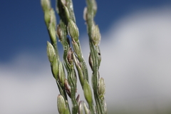 Digitaria nuda