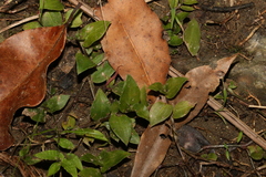 Tradescantia fluminensis