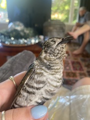 Chrysococcyx lucidus lucidus