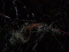 Usnea rubicunda