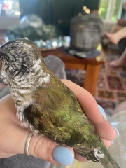 Chrysococcyx lucidus lucidus