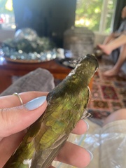 Chrysococcyx lucidus lucidus