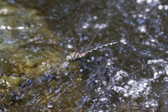 Austroaeschna pinheyi