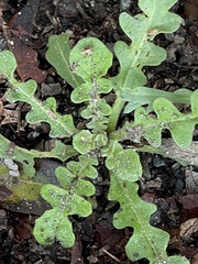Centaurea melitensis