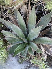 Agave shawii