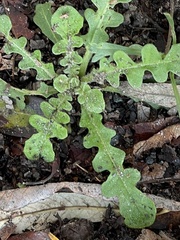Centaurea melitensis