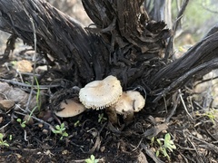 Leucoinocybe lenta