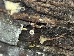 Martininia panamaensis