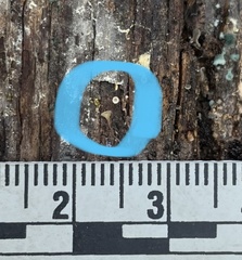 Martininia panamaensis