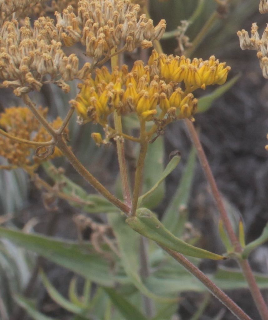 Flaveria pubescens