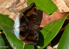 Euthalia phemius