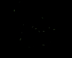 Phanophorus perspicax