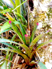 Neoregelia